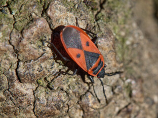 European Firebugs (Pyrrhocoris apterus) on the bark of a tree