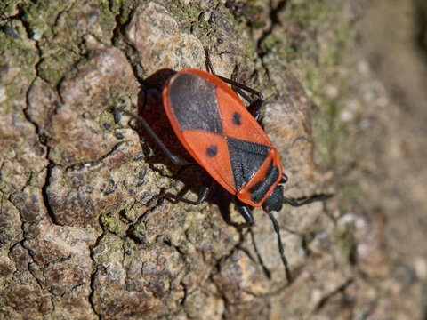 European Firebugs (Pyrrhocoris apterus) on the bark of a tree