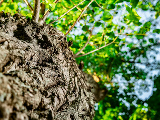 Worm's Eye View of Textured Tree Bark Leading to Bright Green Canopy