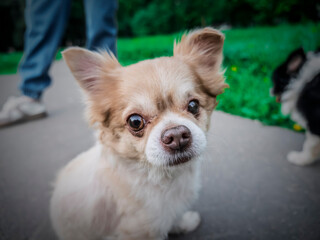 Curious Long-Haired Chihuahua Portrait with Out-of-Focus Background