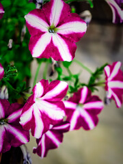Close-up of Magenta and White Striped Petunia Flowers with Vivid Green Background