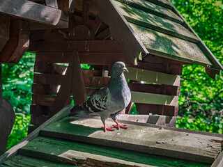 Pigeon Standing on a Weathered Wooden Birdhouse Roof with Green Foliage Background