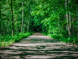 Sun-dappled dirt path leading into a lush, green forest canopy
