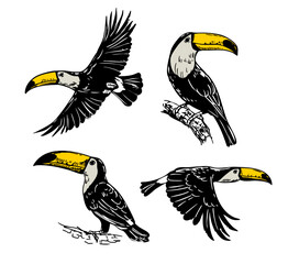 Fototapeta premium Toucan set, exotic bird, set of monochrome linear vector illustrations