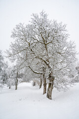 Obraz premium Snow covered trees on a cold winter day in Switzerland