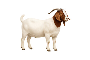 Fototapeta premium Alpine goat illustration on transparent background