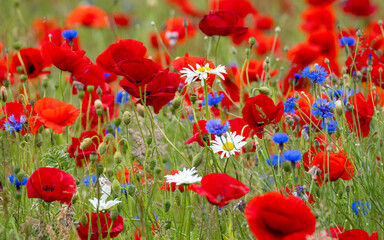 Naklejka premium Flowers