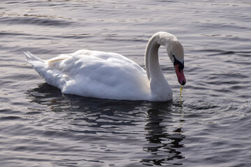 Obraz premium A white mute swan swims in a lake in UK