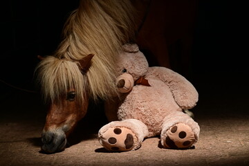Süßes Pony mit Plüsch Teddybär vor schwarzem Hintergrund © Grubärin