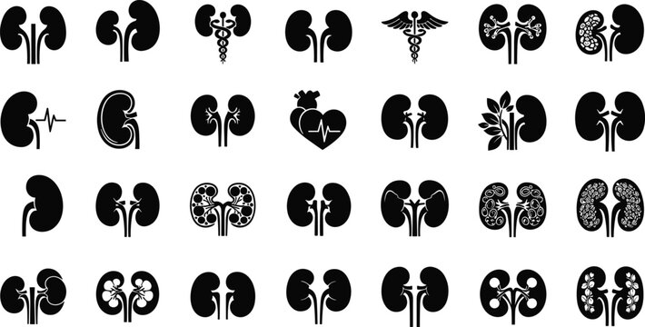 Kidney anatomy icons for medical education and healthcare design