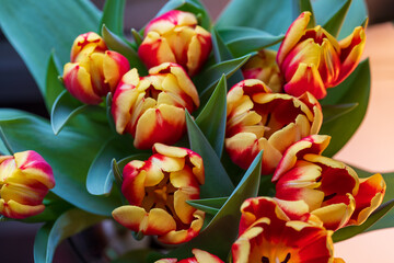 Sunlit Petals: A Crown of Yellow Tulips