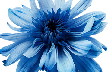 Obraz premium Vibrant blue flower isolated on transparent background with delicate layered petals and natural texture for design and decoration