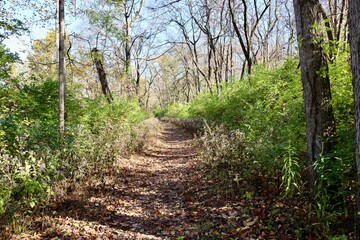 The hiking trail in the autumn woods on a sunny day.