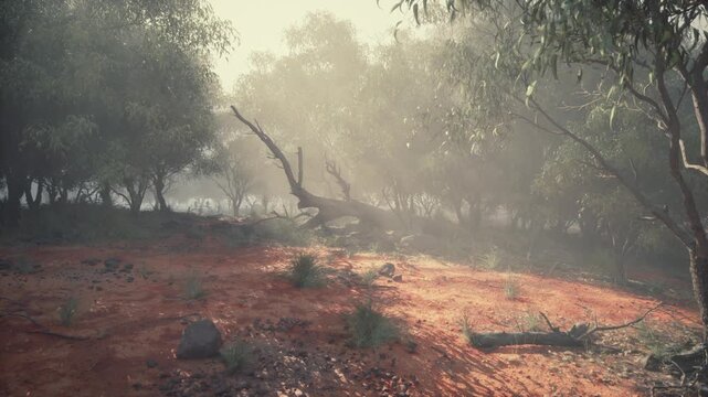 A soft mist envelops the terrain, as morning light breaks through trees in a serene Australian landscape. The ground is adorned with reddish soil and scattered rocks, creating a peaceful ambiance.
