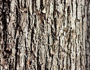 Obraz premium A close view of the old tree bark on the trunk.