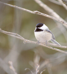Obraz premium Black-Capped Chickadee Perched on Bare Branch in Winter