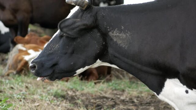 Close up of black and white cow mouth chewing cud with flies on muzzle, side.