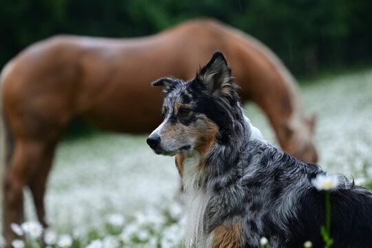 Sch&ouml;ner H&uuml;tehund liegt ruhig in bl&uuml;hender Margeritenwiese, im Hintergrund schemenhaft ein grasendes Pferd