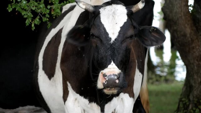Close up of black and white cow mouth chewing cud with flies on muzzle, front view.