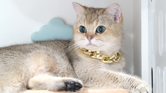 Golden British Shorthair cat with blue eyes, chunky gold chain collar, luxury feline pet, adorable domestic animal, fluffy short fur, elegant relaxed mammal, stylish home companion, pampered gold cat