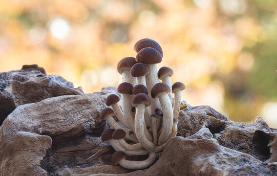 Group of fresh pioppini mushrooms growing on a rustic wooden log. Macro shot of brown fungi with selective focus and copy space. Natural forest harvest concept.

