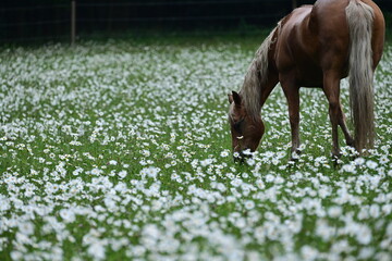 Schönes Pferd grast frei inmitten blühender Margeriten bei Regenwetter © Grubärin