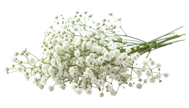 A dense bouquet of small, white, delicate flowers, tightly bound and isolated on black