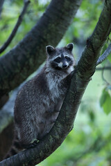 Szop pracz, szop amerykański, (Procyon lotor), raccoon