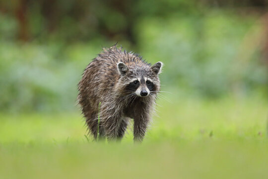 Szop pracz, szop amerykański, (Procyon lotor), raccoon