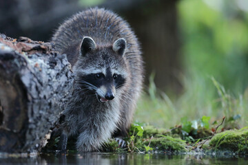 Szop pracz, szop amerykański, (Procyon lotor), raccoon © Bartosz Rakoczy