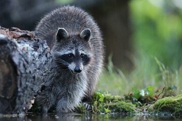 Szop pracz, szop amerykański, (Procyon lotor), raccoon © Bartosz Rakoczy