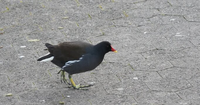 Une gallinule poule d'eau (Gallinula chloropus) craintive se d&eacute;pla&ccedil;ant rapidement &agrave; l'aide de ses grandes pattes aux longs doigts jaune-verd&acirc;tre