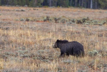 Grizzly Bear in a Meadow in Grand Teton Naitonal Park Wyoming in Autumn