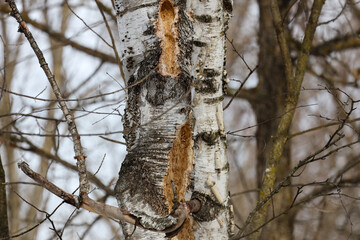 Large rectangular holes in a dead white birch (Betula papyrifera) tree trunk, excavated by a pileated woodpecker (Dryocopus pileatus) during winter.
