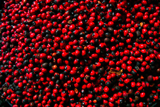Close-up of vibrant red and black Abrus precatorius seeds in a Moroccan market