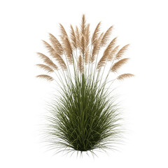 A blurry image of a small grassy bush with feathery plumes against a white background. isolated on transparent background