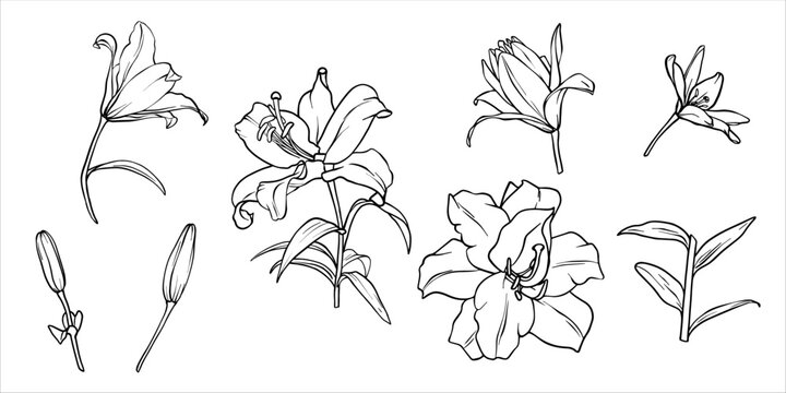 Lilies vector set. Flower graphic illustration. Lily drawing in line art style. Flower sketch painted by black inks. Collection of lily flowers. Vector lili clip art. Outline of Lilies engraving EPS10