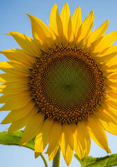 Obraz premium sunflower on blue sky
