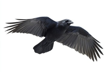 Obraz premium Raven in flight: majestic black bird with outstretched wings