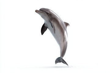 Fototapeta premium Graceful dolphin leaping out of water in mid-air display