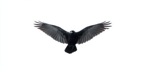 Fototapeta premium Black raven in flight with outstretched wings isolated on white background