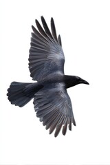 Fototapeta premium Close-up of a black raven in flight against clear white background