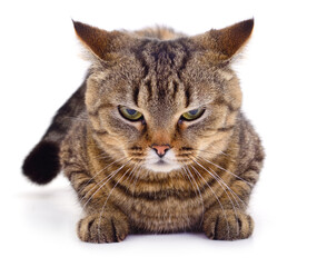 Angry tabby cat lying on white background looking at camera © olhastock