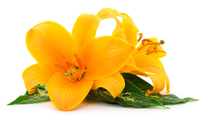 Two yellow lily flowers with green leaves isolated on white background