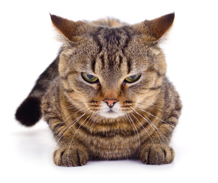 Angry tabby cat lying on white background looking at camera