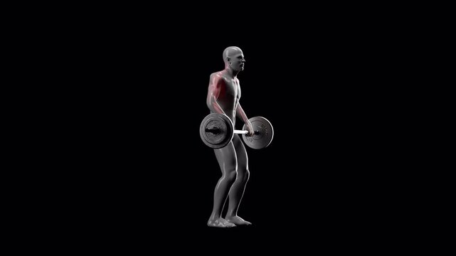 Barbell Shoulder Grip Upright Row, Muscles Worked Anatomy