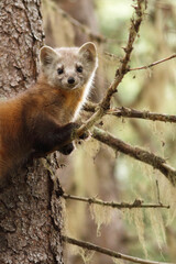 Fototapeta premium The American marten with its magnificent winter coat