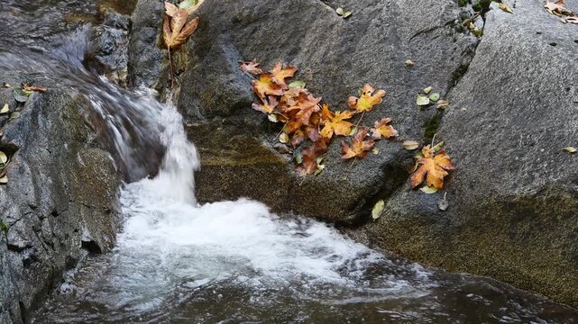 River flowing over small waterfall with ledge of fall leaves