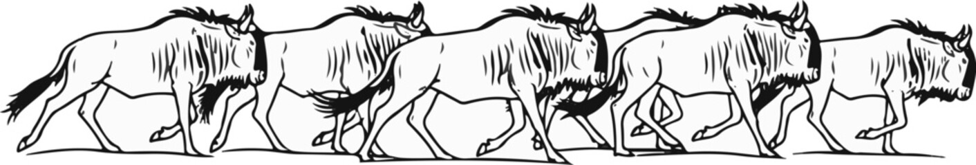 A line of wildebeests in motion, drawn in black and white ink