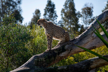 Cheetah (Acinonyx jubatus) © Tara